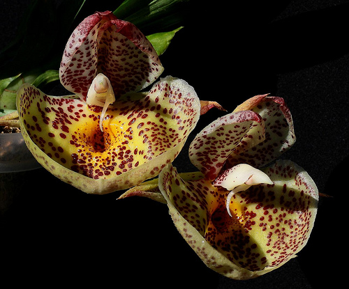 EverSpring Orchids Main Catalog